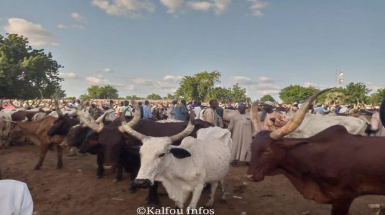 KALFOU : MARCHÉ À BÉTAIL
