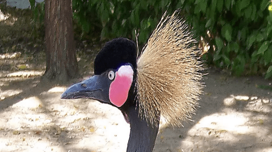 Présentation de Kalfou